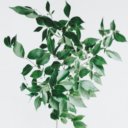 Plant Illustration